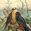 Red-footed Falcon